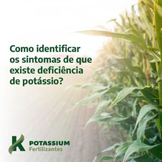 Um dos sintomas mais comuns de deficiência de Potássio é o secamento ou “queimamento” das margens das folhas, normalmente aparecendo primeiro nas folhas mais velhas. As plantas deficientes em potássio crescem vagarosamente e desenvolvem pouco o sistema radicular.
Os caules apresentam facilidade em quebrar, e pode ocorrer acamamento das plantas dependendo das condições de planta e ambiente. Outros sintomas da deficiência de Potássio têm relação com as sementes e frutos; plantas deficientes em Potássio podem vir a desenvolver frutos pequenos e no caso de sementes e/ou grãos, o tegumento pode apresentar características de enrugamento. Lembrando que ao ponto de ocorrência de deficiência de Potássio, provavelmente algum outro nutriente também se encontre em desconformidade as exigências da cultura no solo, portanto, a melhor forma de diagnosticar o problema é por meio da análise química do solo, correção e monitoramento.

#potássio #agro #brasilagro #crescimento #produtividade #fertilizantes #agricultura #agricultor #sustentabilidade #ambiental #plantação